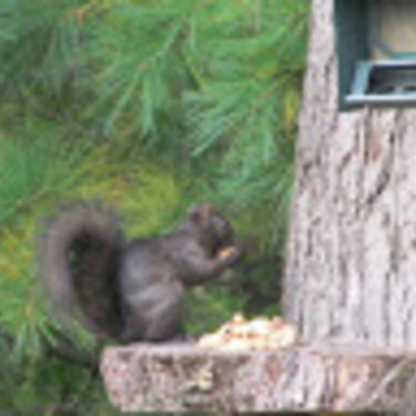 Black Squirrel