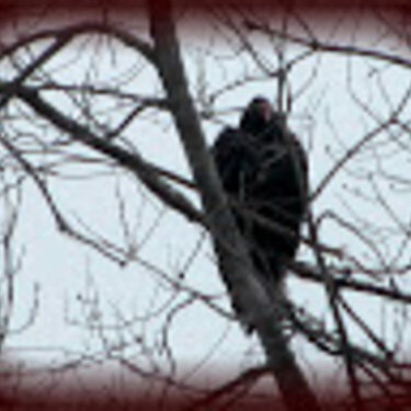 Turkey Vulture