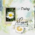 Daisy by Maya de Groot