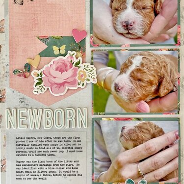 Newborn