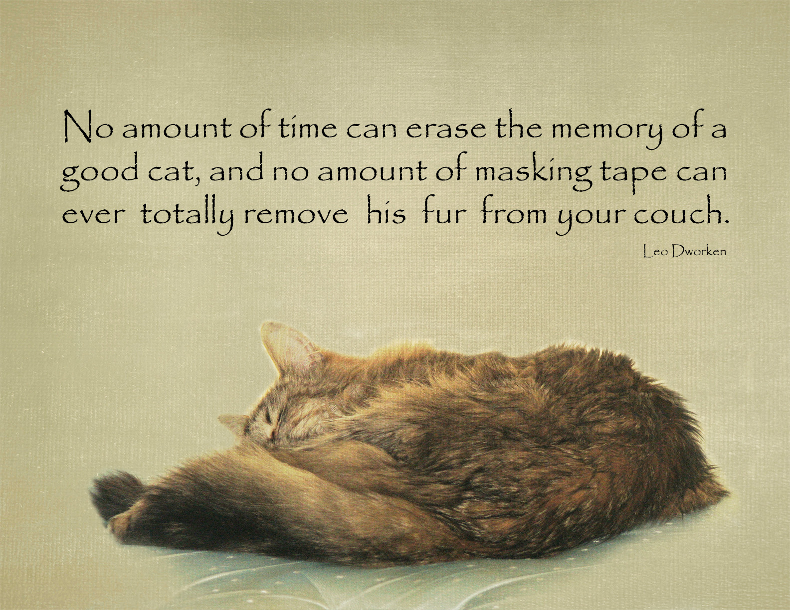 Memory of a good cat....