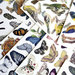 Anna Griffin - Embellishments - All About Birds and Butterflies