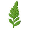 Bazzill Basics - Paper Leaves - Parakeet Ferns - Small, CLEARANCE