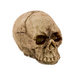 Advantus - Tim Holtz - Idea-ology Collection - Halloween - Skulls