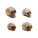 Idea-ology - Tim Holtz - Halloween - Skull Fragments