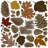 Creative Imaginations - Great Outdoors Collection - Die Cut Pieces - Fall Leaves