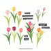 Concord and 9th - Clear Photopolymer Stamps - Tulip Festival