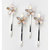 EK Success - Jolee&#039;s Jewels - Special Occasion Collection - Hair Pins - Mother of Pearl - Crystal