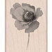 Hero Arts - Wood Block - Wood Mounted Stamp - Poppy in Wind