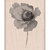 Hero Arts - Wood Block - Wood Mounted Stamp - Poppy in Wind