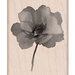 Hero Arts - Wood Block - Wood Mounted Stamp - Painted Poppy