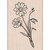 Hero Arts - Woodblock Stamps - Wild Flower