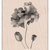 Hero Arts - Wood Block - Wood Mounted Stamp - Petals of Beauty
