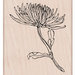 Hero Arts - Spring Collection - Woodblock - Wood Mounted Stamps - Mum Stem