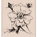Hero Arts - Spring Collection - Woodblock - Wood Mounted Stamps - Antique Rose Stem