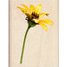 Inkadinkado - Photo Realistic Collection - Wood Mounted Stamps - Sunflower