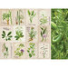 Kaisercraft - Botanica Collection - 12 x 12 Double Sided Paper - Habitat