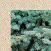 Kaisercraft - Mint Wishes Collection - Christmas - 12 x 12 Double Sided Paper - Fresh Pine