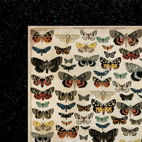 Kaisercraft - Anthology Collection - 12 x 12 Double Sided Paper - Entomology