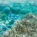 Kaisercraft - Deep Sea Collection - 12 x 12 Double Sided Paper - Barrier Reef