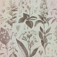 K and Company - Flora and Fauna Collection - 12 x 12 Shimmer Vellum Paper - Botanical Sketchbook