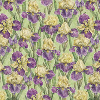 K and Company - Cottage Garden Collection by Tim Coffey - 12 x 12 Paper - Iris