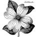 LaBlanche - Flowers Collection - Foam Mounted Silicone Stamp - Dogwood