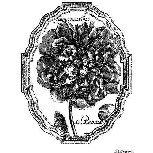 LaBlanche - Flowers and Ornaments Collection - Foam Mounted Silicone Stamp - Framed Peony