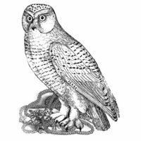 LaBlanche - Foam Mounted Silicone Stamp - Watching Owl