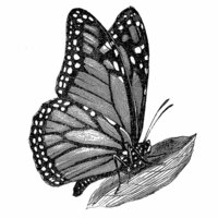 LaBlanche - Foam Mounted Silicone Stamp - Monarch Butterfly
