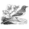 LaBlanche - Foam Mounted Silicone Stamp - Watchful Bird