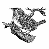 LaBlanche - Foam Mounted Silicone Stamp - Wren