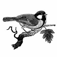 LaBlanche - Foam Mounted Silicone Stamp - Chickadee
