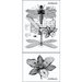 LaBlanche - Foam Mounted Silicone Stamp - Dragonflies