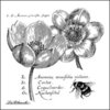 LaBlanche - Foam Mounted Silicone Stamp - Anemones