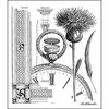 LaBlanche - Foam Mounted Silicone Stamp - Thistle Collage
