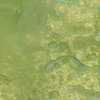 Lindy's Stamp Gang - Starburst Color Shot - 2 Ounce Jar - Sea Mint Green