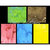 Lindy&#039;s Stamp Gang - Starburst Color Shot - Set - Prairie Wildflowers