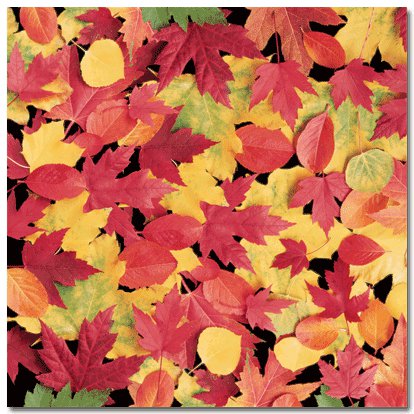 Masterpiece Studios - Stemma - 12x12 Paper - Colorful Leaves