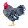 Paper House Productions - Farm Collection - Mini Die Cut Piece - Rooster