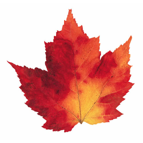 Paper House Productions - Autumn Collection - Mini Die Cut Piece - Maple Leaf Variegated