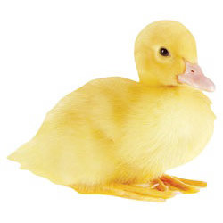 Paper House Productions - Easter Collection - Mini Die Cut Piece - Duckling