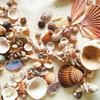 Paper House Productions - Beach Collection - 12 x 12 Paper - Beach Shells