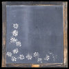 Paper House Productions - Cat Collection - 12 x 12 Paper - Chalk Paw Prints