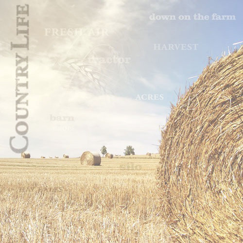 Paper House Productions - Farm Collection - 12 x 12 Paper - Field of Hay