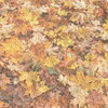 Paper House Productions - Autumn Collection - 12 x 12 Paper - Fall Foliage