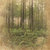 Paper House Productions - Oregon Collection - 12 x 12 Paper - Pine Forest