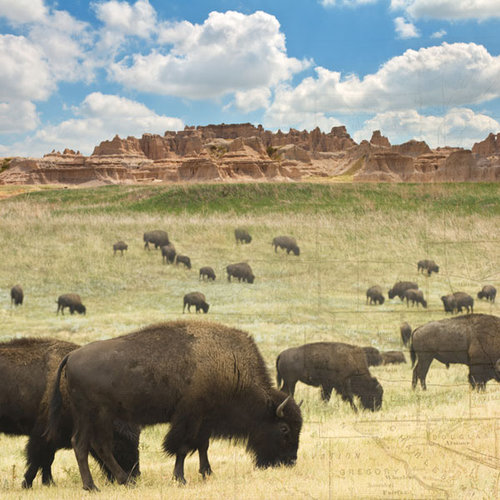 Paper House Productions - South Dakota Collection - 12 x 12 Paper - Where the Buffalo Roam