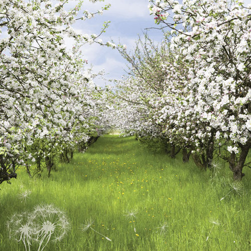 Paper House Productions - Nature Collection - 12 x 12 Paper - Orchard