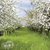 Paper House Productions - Nature Collection - 12 x 12 Paper - Orchard